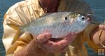 Large menhaden