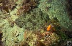 Gulf flounder-2