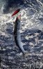 Barracuda and trolling plug