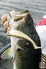 Florida bass with new Berkley bait