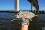 Jack crevalle as bait