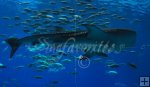 Whale Shark Whale Shark