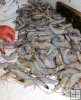 Table shrimp
