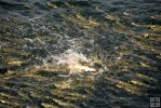 Schooling mullet attacked Schooling mullet attacked