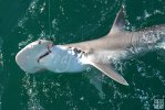 Bonnethead Shark Bonnethead Shark