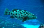 Potato Cod