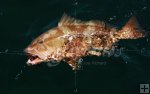 Red grouper