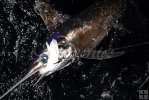 Swordfish in water Swordfish in water