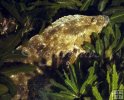 Gulf flounder underwater-2