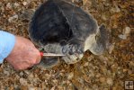 Caught on fish hook