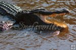 Gators and Crocodile Gators and Crocodile