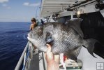 Triggerfish caught on partyboat