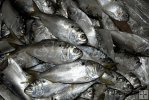 Menhaden bait-2