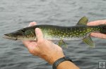 Side profile of chain pickerel