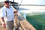Angler with pilchards