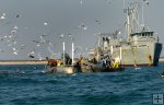 Menhaden boats North Carolina