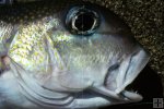 Tilefish Tilefish