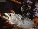 Bonito on fly tackle