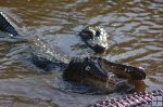 More gators