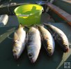 River mullet