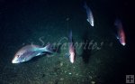 Red snapper underwater