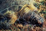 Sea turtle drowned gill net