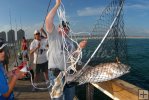 Landing a pier redfish