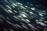 Schooling cigar minnows