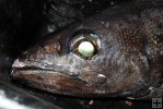 Oilfish Oilfish