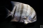 Closeup of Atlantic spadefish