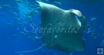 Underside of manta ray
