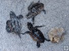 Young loggerhead turtles