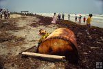 Sargassum and storm debris