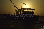 Ling hooked at shrimpboat