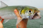 Ladyfish Ladyfish