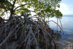 Mangrove tree, Florida Keys
