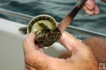Shucking scallop