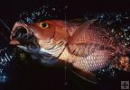 Silk snapper