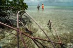 Wadefishing near mangroves