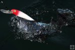 Sea bass closeup in water