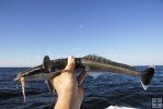 Remora