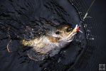 Bluegill in water