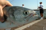 Bluefish on pier