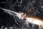 Swordfish in water Swordfish in water