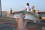 Sand trout on pier