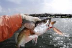 Seatrout at the jetty Seatrout at the jetty