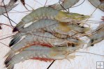 Texas white shrimp