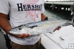 Six-pound cero mackerel