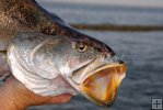 Seatrout and jetties