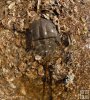 Single horseshoe crab